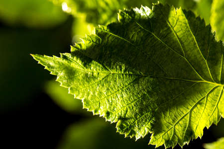 green leaf at nightの写真素材