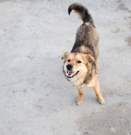Portrait of a dog on the natureの写真素材
