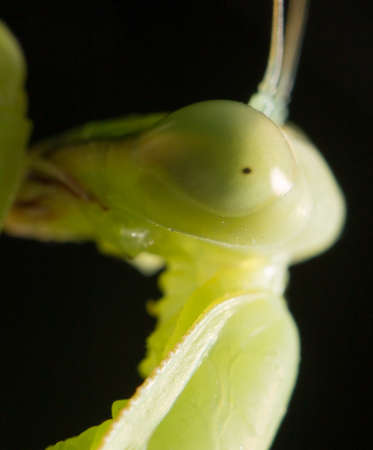 mantis, macro