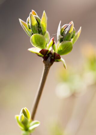 young leaves on the branch in natureの写真素材