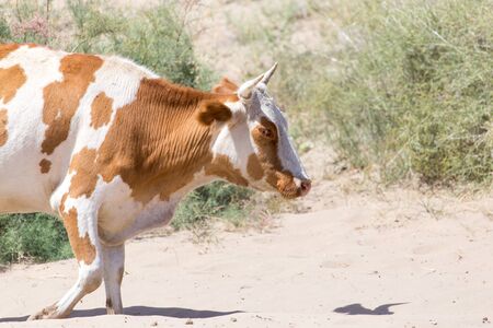 cow in the sands of the steppeの写真素材