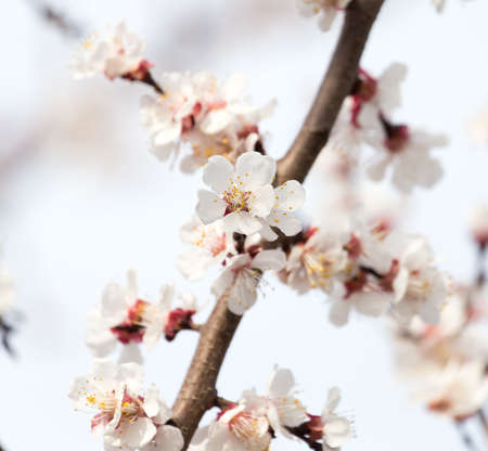 apricot flowers on a tree in natureの写真素材