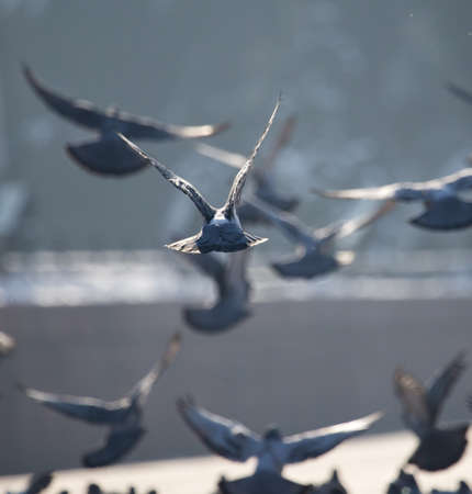 a flock of pigeons in the cityの写真素材