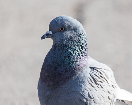 portrait of pigeon on natureの写真素材