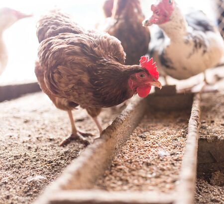 red chicken on a farm in natureの写真素材