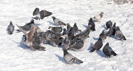 flock of pigeons on snow outdoorsの写真素材