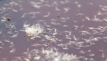 fluff from a dandelion on the surface of the water in natureの写真素材