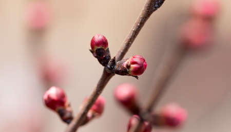 apricot flowers on a tree in natureの写真素材
