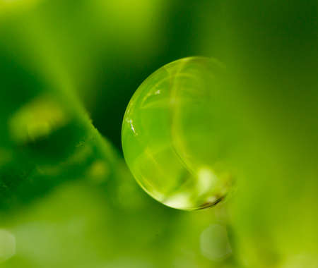 drops of dew on the grass. macro