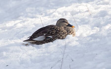 duck on snow in winterの写真素材