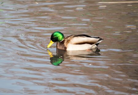 duck in the lake in natureの写真素材