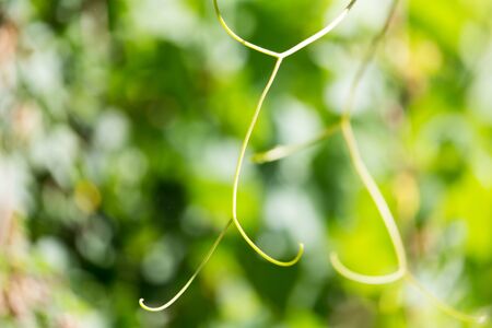 mustache grapes in natureの写真素材