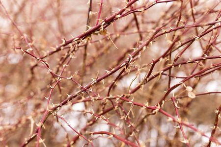 thorns on a tree branch in natureの写真素材
