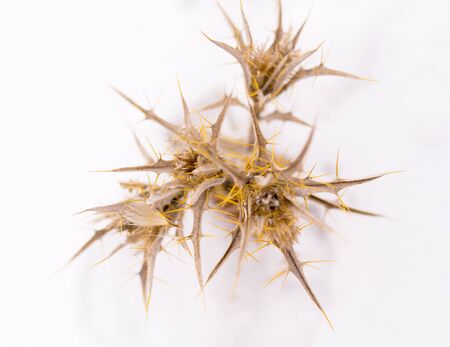 Dry grass in the winter in the snow. Dried vegetation. Winter landscape. Frozenned grass. Selective focusの写真素材