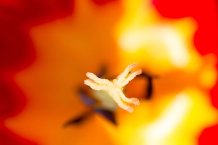 tulip on nature. macroの写真素材