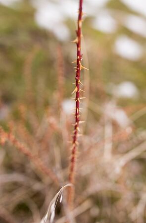 thorns on a tree branch in natureの写真素材