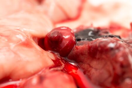 in the blood of fish guts as backgroundの写真素材