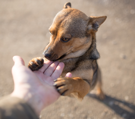 dog weasel hand on natureの写真素材