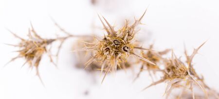 Dry grass in the winter in the snow. Dried vegetation. Winter landscape. Frozenned grass. Selective focusの写真素材