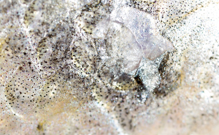 Leather pike fish. super macroの写真素材