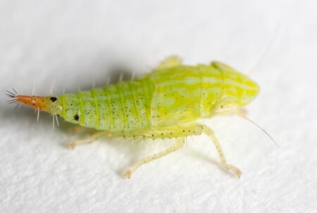 Green aphids on nature. super macro