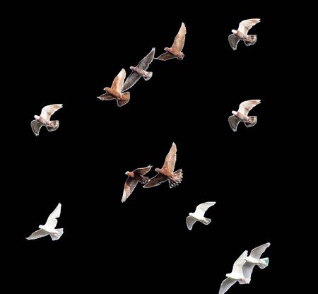 flock of pigeons on a black backgroundの写真素材
