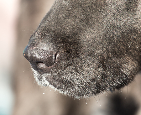 the nose of the dog on the natureの写真素材