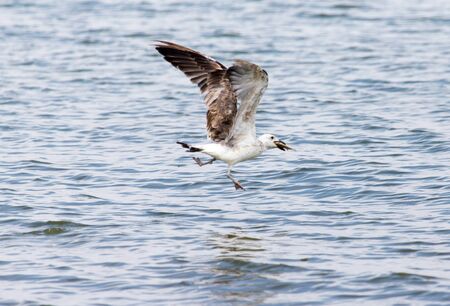 seagull caught fish in flight