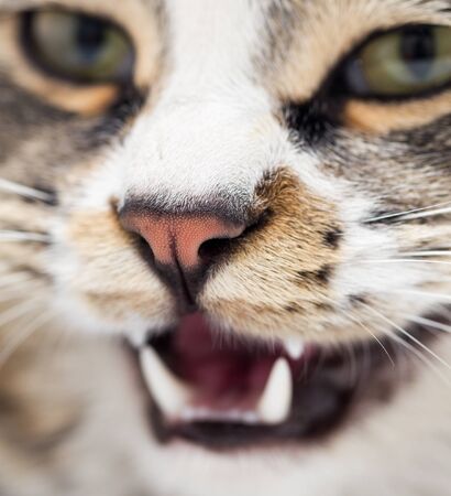 portrait of an evil cat. macroの写真素材