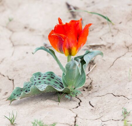 Wild red tulip in natureの写真素材