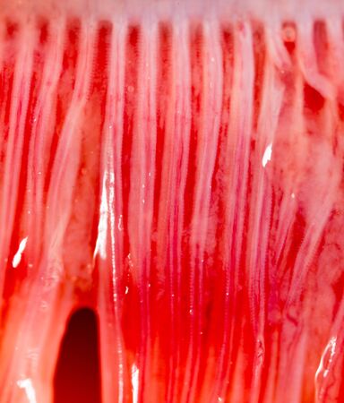 pike fish gills. super macroの写真素材