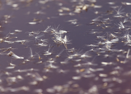 fluff from a dandelion on the surface of the water in natureの写真素材