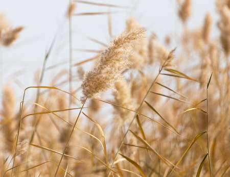 Yellow reeds in nature in autumn