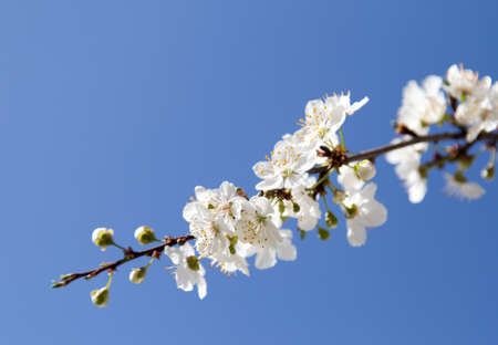 flowers on the tree against the blue sky