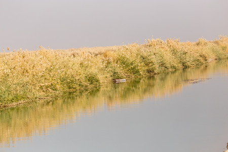 yellow reeds at the lake in nature in autumnの写真素材