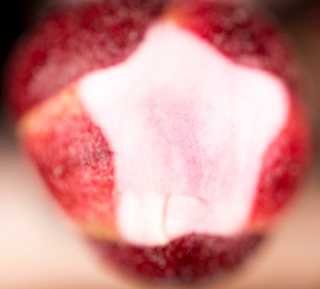 indoor red flower on a tree. macro