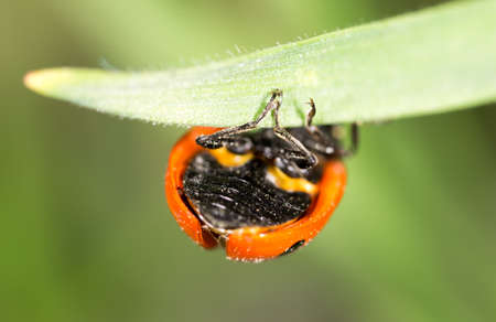 ladybug on grass in nature. macro