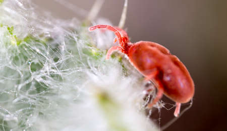 Red tick in nature. macroの写真素材
