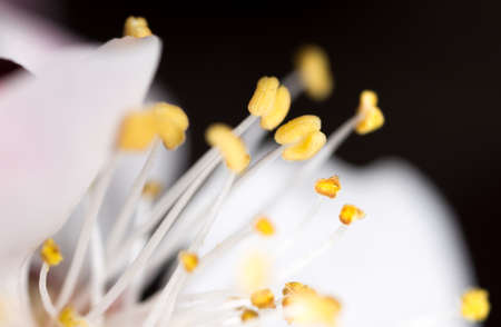 yellow pollen in a white flower. macroの写真素材