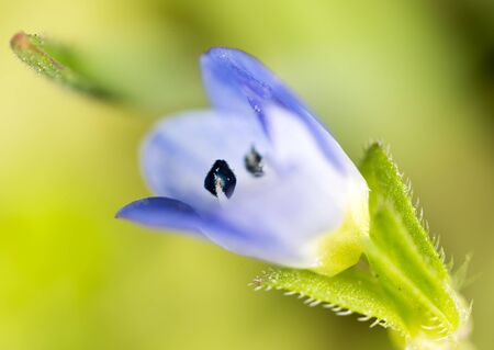 small blue flower in nature. macroの写真素材