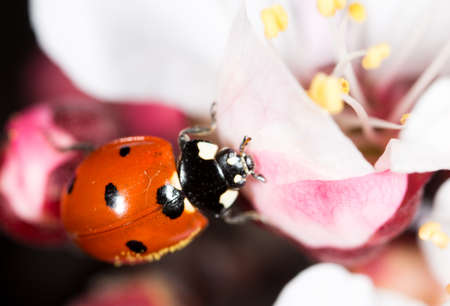 ladybug on a flower. macroの写真素材