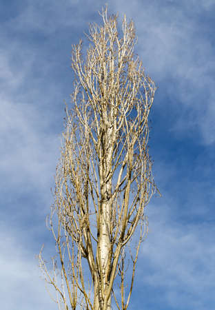 bare branches of a poplar against the blue skyの写真素材