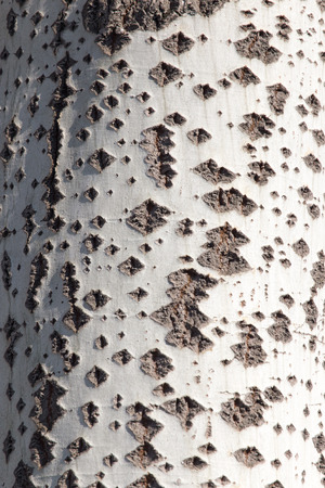 tree bark as a backgroundの写真素材