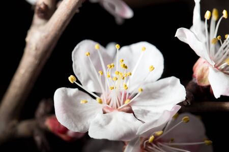 flowers on the tree in nature on a black background. macroの写真素材