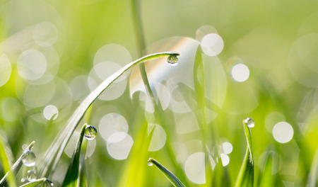 drops of dew on the green grass in nature. macroの写真素材