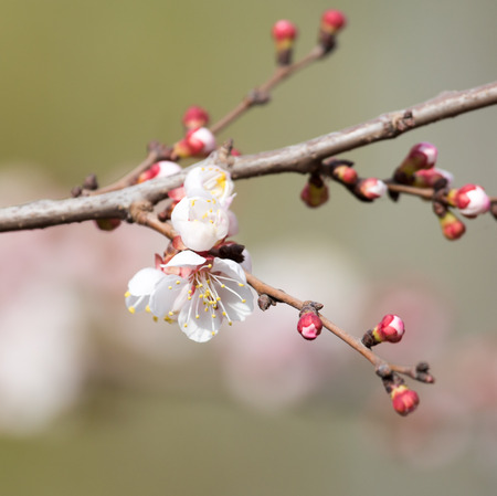 apricot flowers on a tree in natureの写真素材