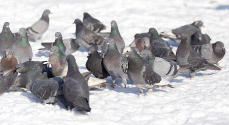 flock of pigeons on snow outdoorsの写真素材