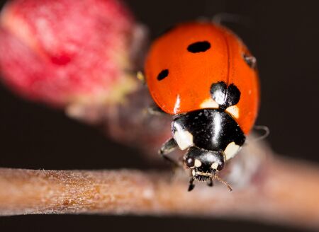 ladybug on a flower. macroの写真素材