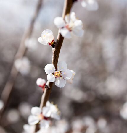 flowers on the tree in natureの写真素材