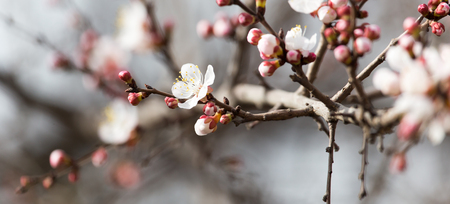 apricot flowers on a tree in natureの写真素材